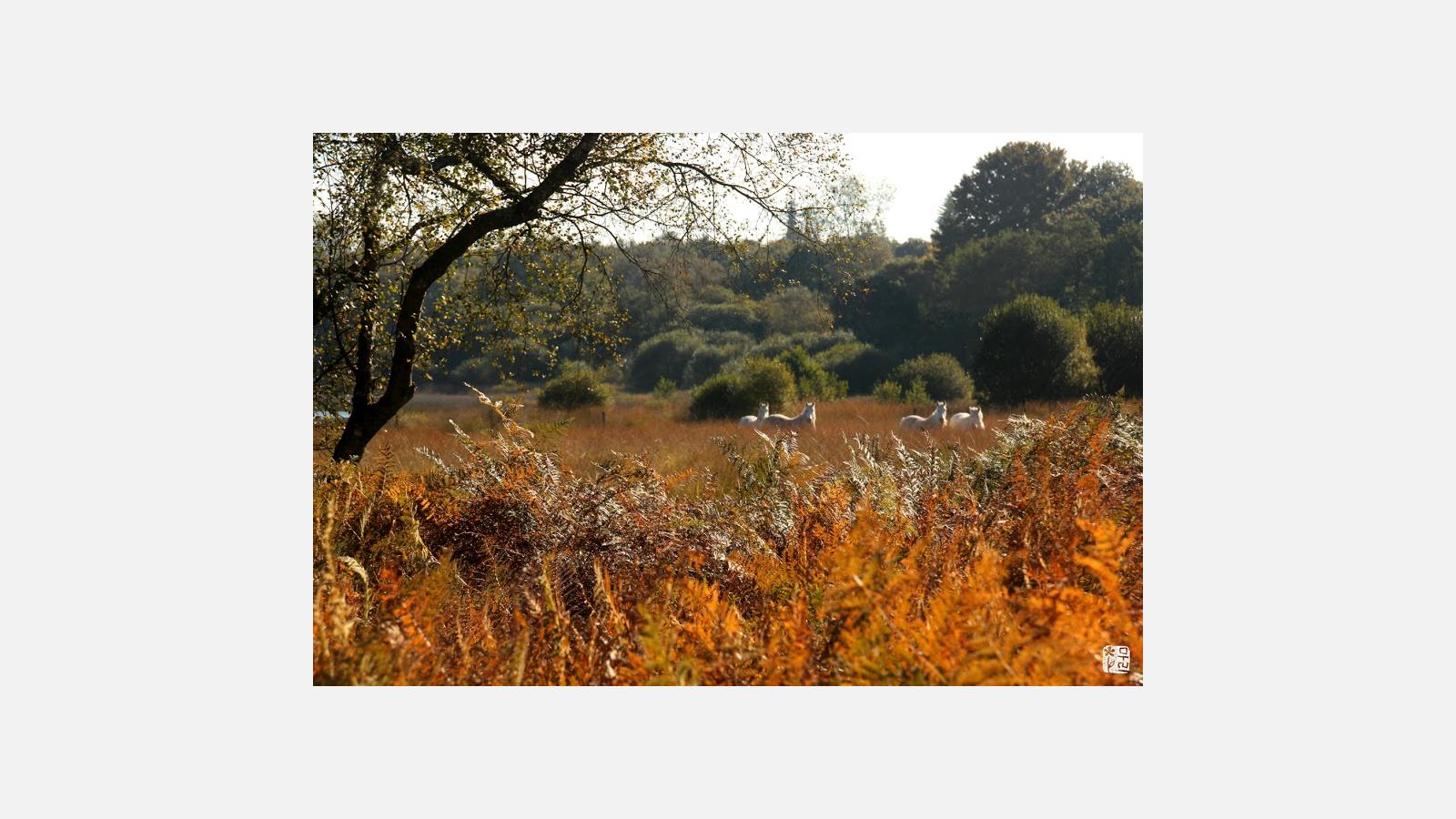Les Camarguais