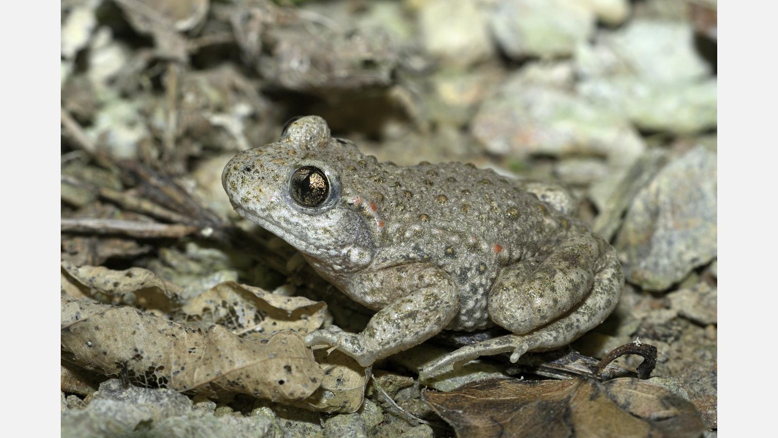 Crapaud alylte