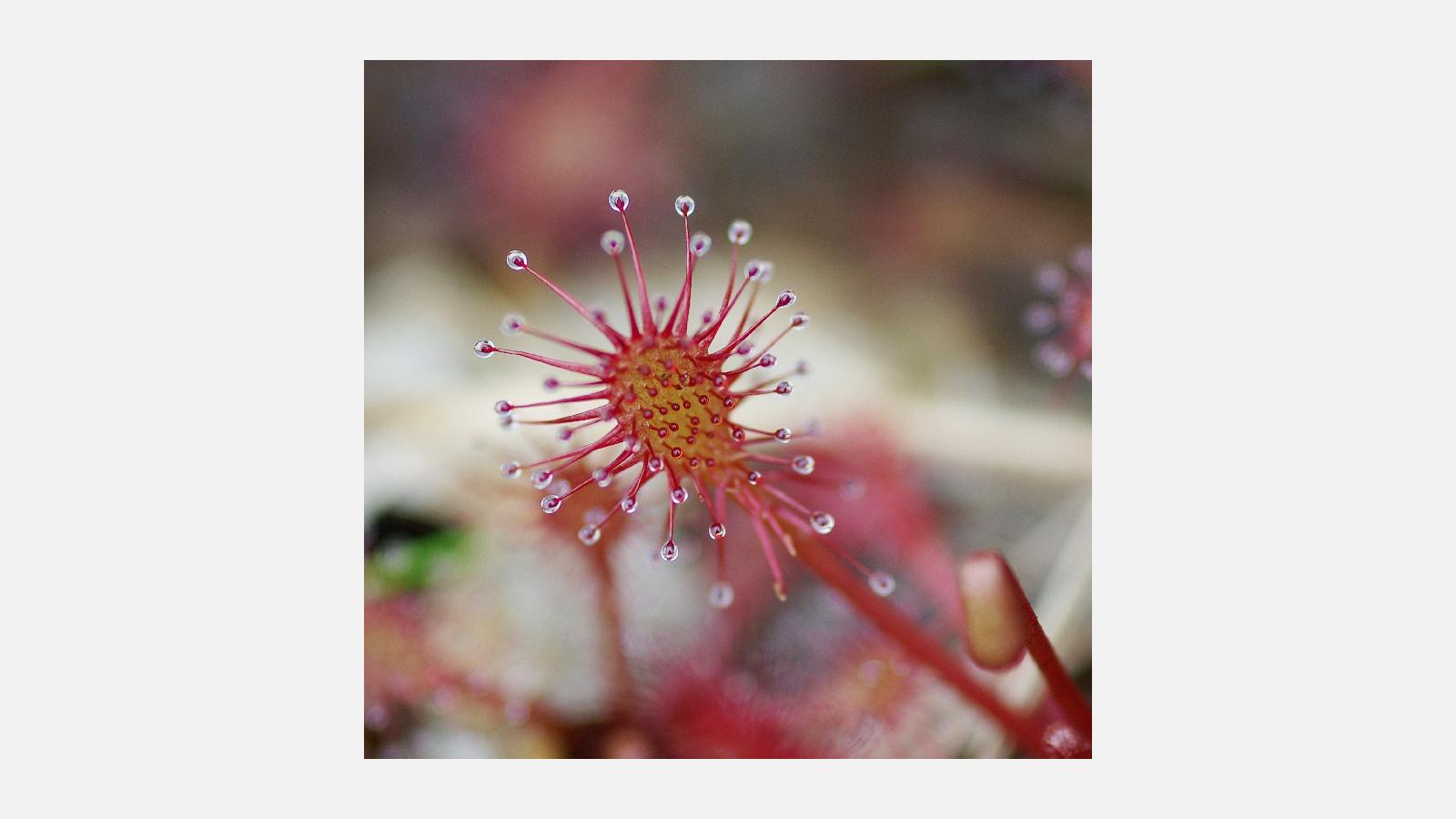 drosera déclin Armor