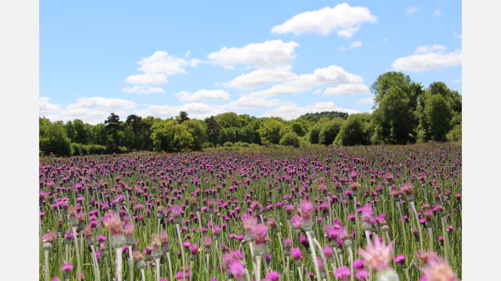 Prairies de Maiwenn Le Borgne
