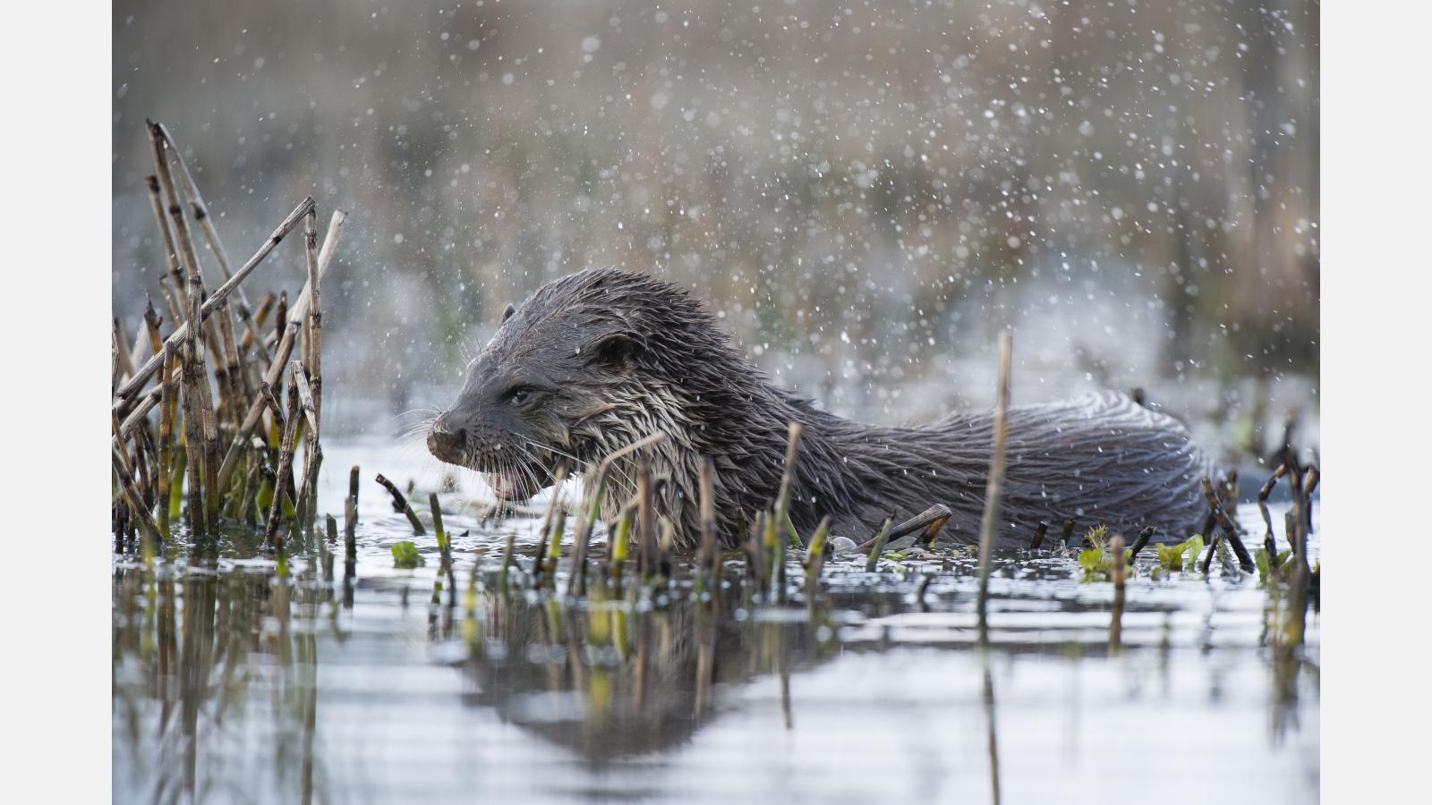 Loutre Samuel Jouon