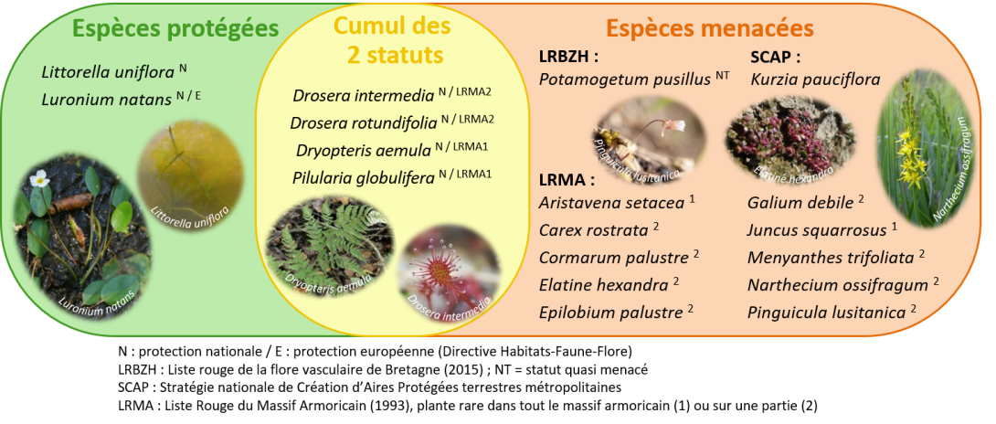 Le flore et la fonge de la Réserve