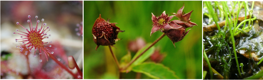 patchwork plante