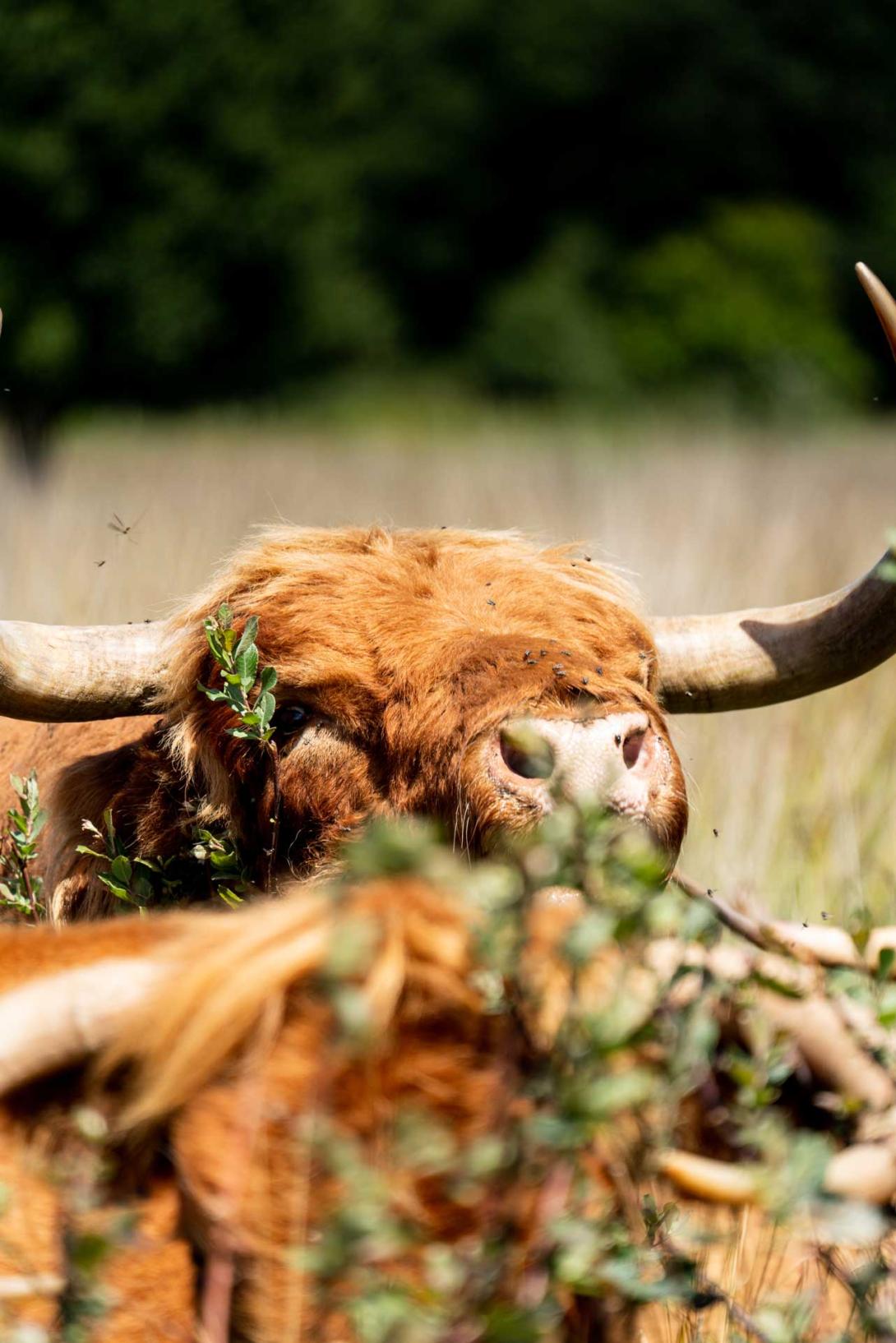 Highland cattle