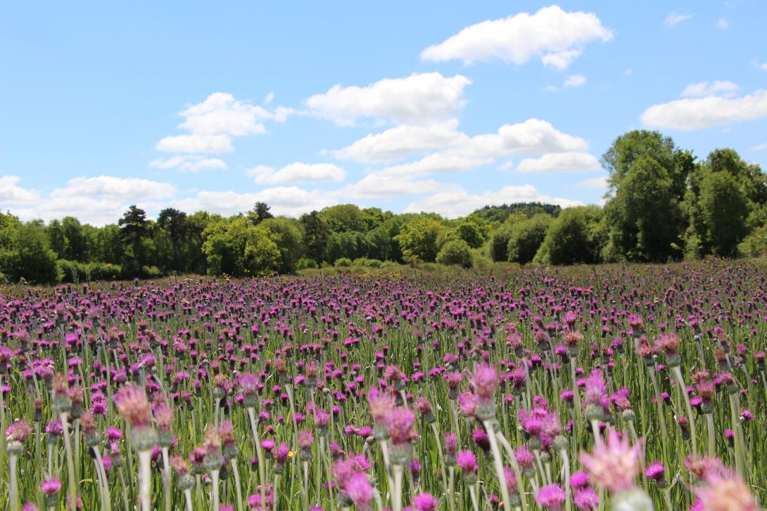 Prairies de Maiwenn Le Borgne