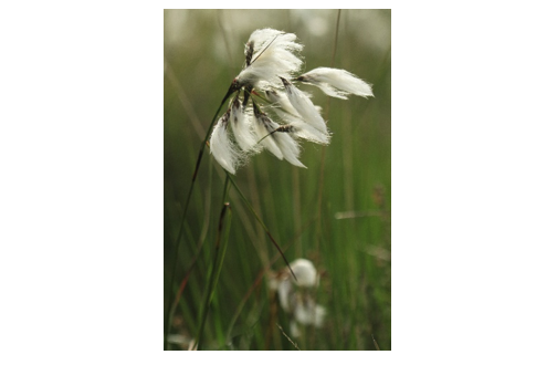 linaigrette à feuille Eholder