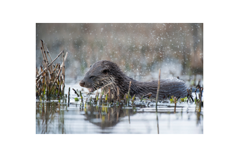 Loutre Samuel Jouon