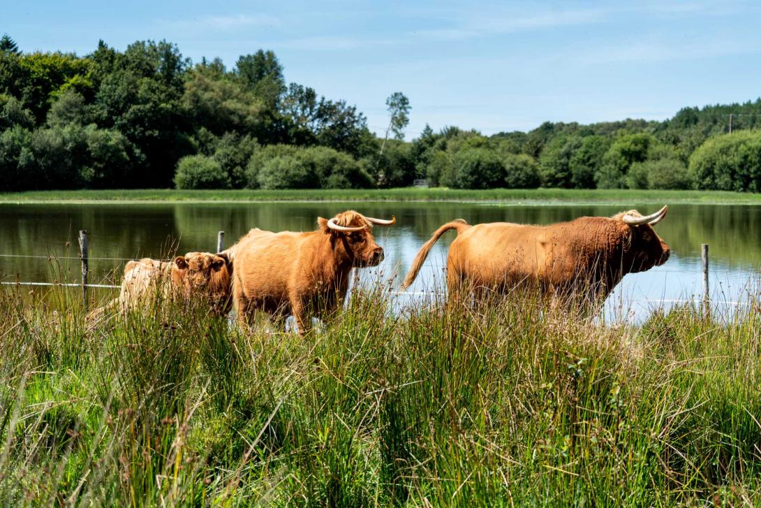 Animation pâturage moulin neuf 2020